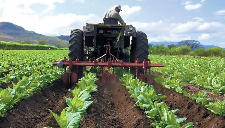 Producción nacional de hortalizas creció 30% en los primeros siete meses del año