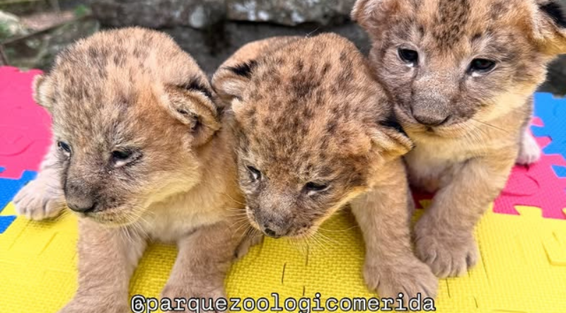 Zoológico de Mérida abrió convocatoria para nombrar a  cachorros de león recién nacidos