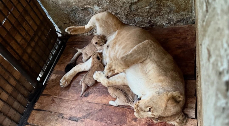 Tres cachorros de león nacieron en el Zoológico Chorros de Milla de Mérida