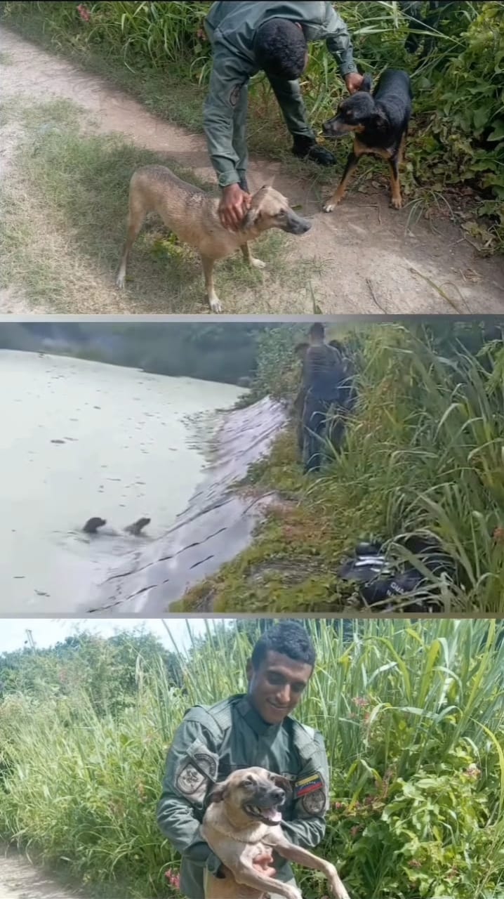 Guardia Nacional rescató a dos perros que cayeron a la Refinería de Puerto La Cruz