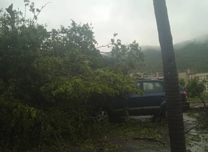 ANZOÁTEGUI | Árbol cayó sobre un vehículo tras fuertes lluvias en Barcelona