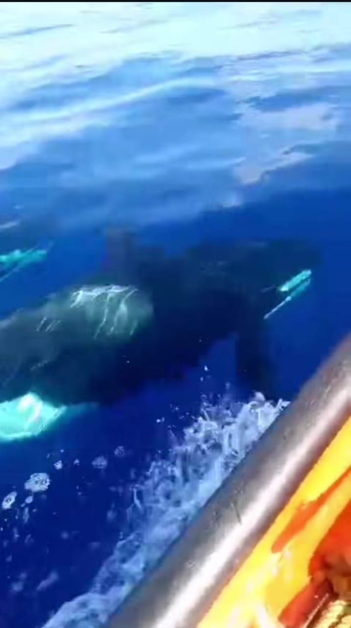Grupo de orcas sorprendió a pescadores del estado Aragua