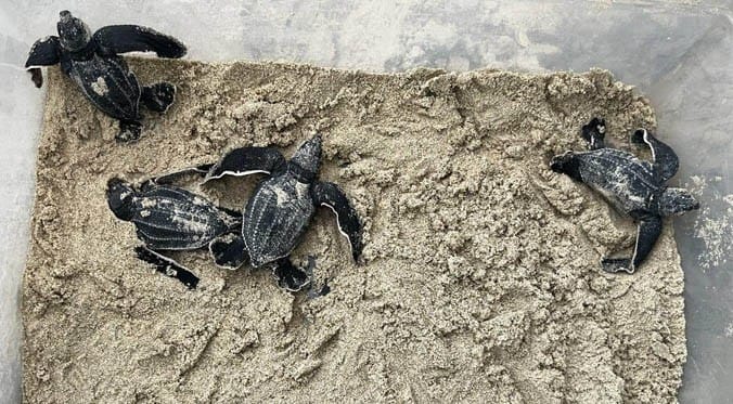 SUCRE | 40 tortuguillos de la especie Caretta Caretta fueron liberados en la playa San Luis