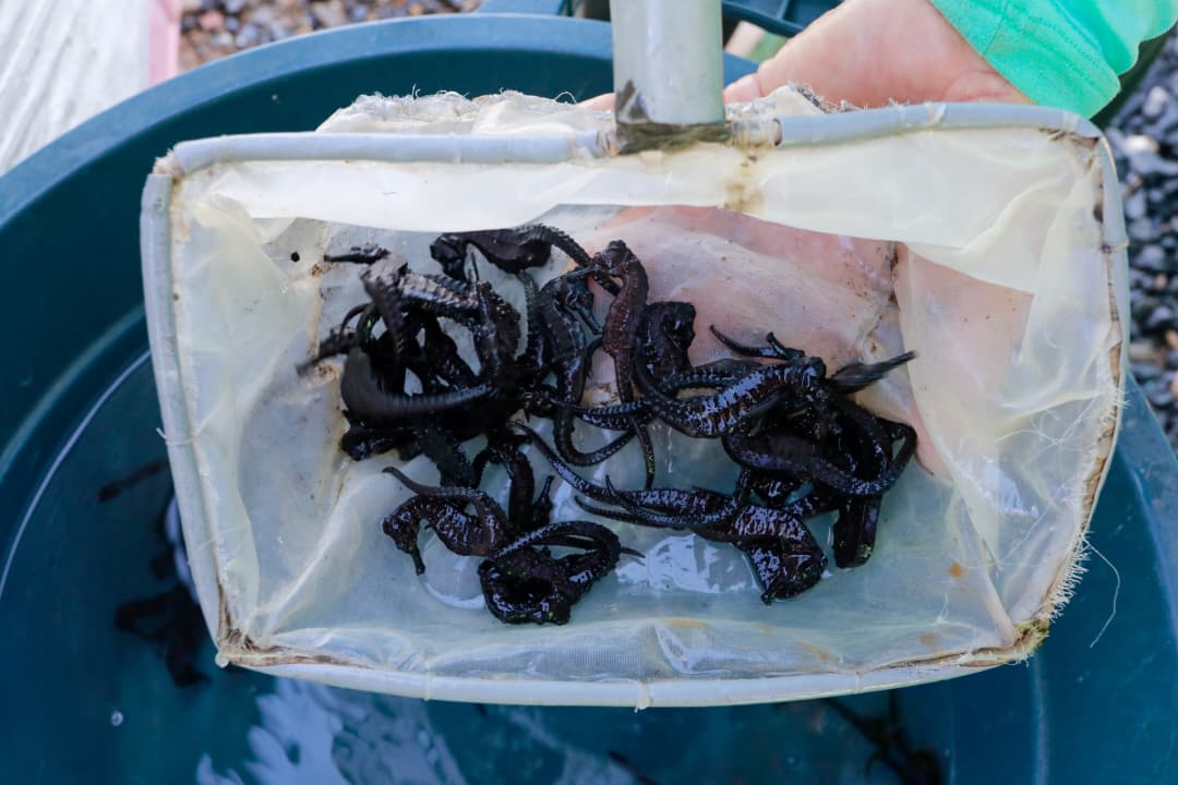 SUCRE | Más de 450 caballitos de mar fueron liberados en el Parque Nacional Mochima