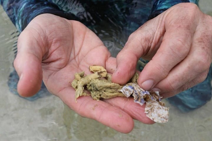 ANZOÁTEGUI | Avanzan trabajos de erradicación del coral Unomia en costas anzoatiguenses