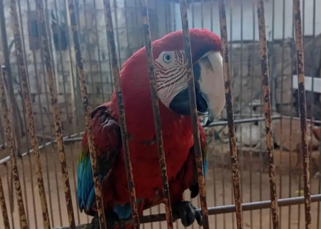 Guacamaya sobrevivió la explosión en la fábrica de fuegos artificiales en Zulia