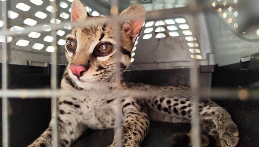 ANZOÁTEGUI | Cunaguaro fue rescatado en sector Provisor de Puerto la Cruz