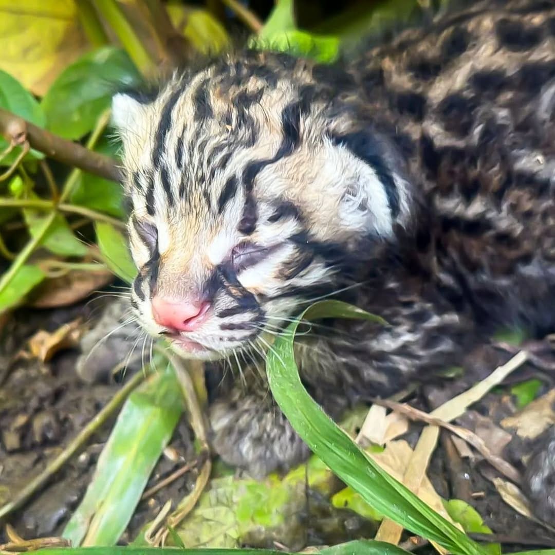 Cachorro de cunaguaro nació en el Zoológico Las Delicias de Maracay