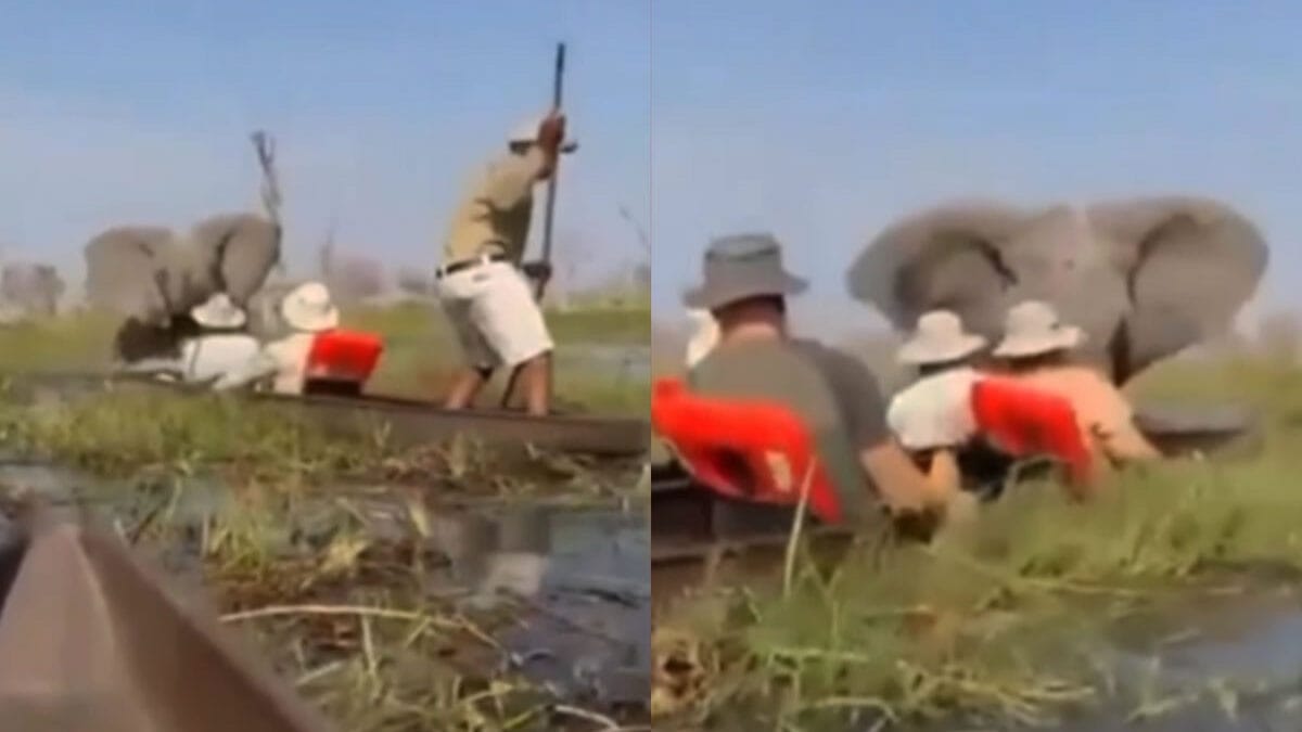 En video: elefante enfurecido atacó a un grupo de turistas en un río de Botsuana