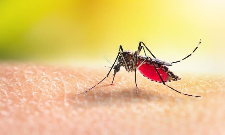 Científicos descubrieron en Bolívar nueva especie de mosquito capaz de transmitir malaria en humanos