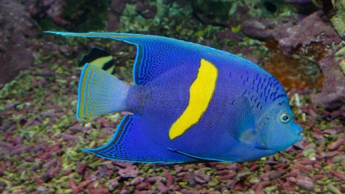 Ejemplar de pez exótico fue avistado en aguas del Parque Nacional Mochima