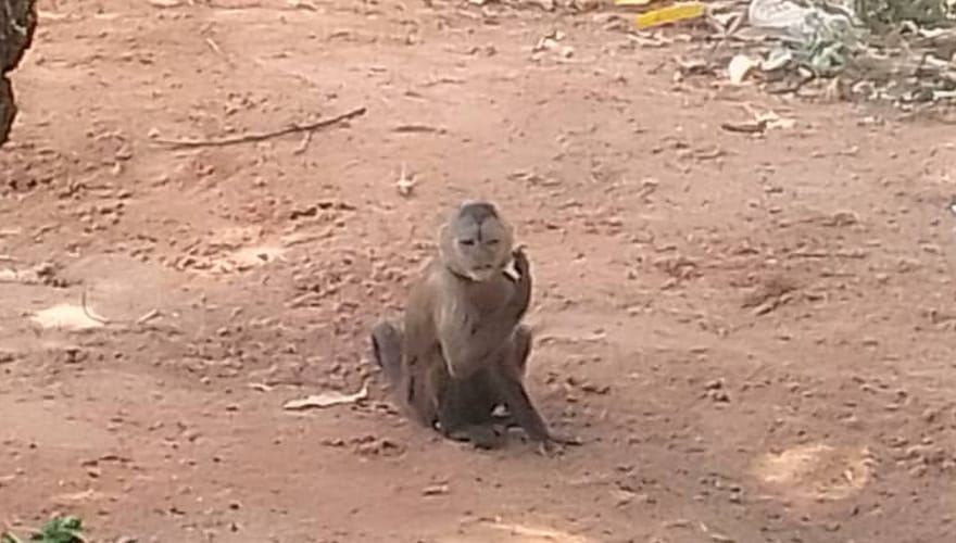 ANZOÁTEGUI | Mono suelto en Guanipa mantiene en alerta a vecinos del sector Humberto Simonovis