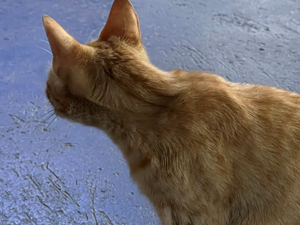 MONAGAS | En La Libertad solicitaron apoyo de Misión Nevado ante proliferación de gatos