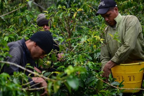 Fincas cafetaleras se convierten en alternativa económica para jóvenes en Venezuela