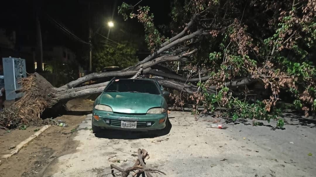 Árbol cayó sobre un vehículo mientras hacía fila para la gasolina en Cumaná
