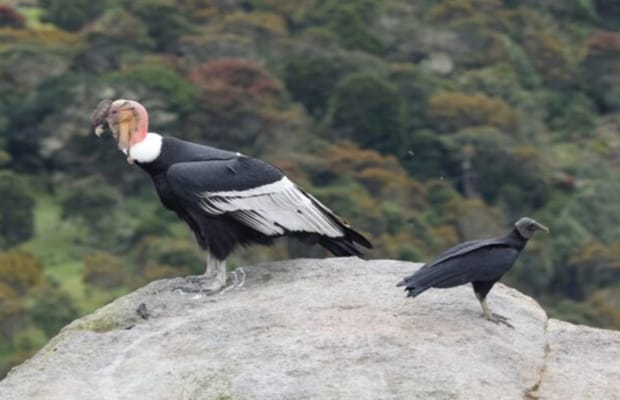 Cóndor andino fue avistado en Mérida tras casi cinco décadas