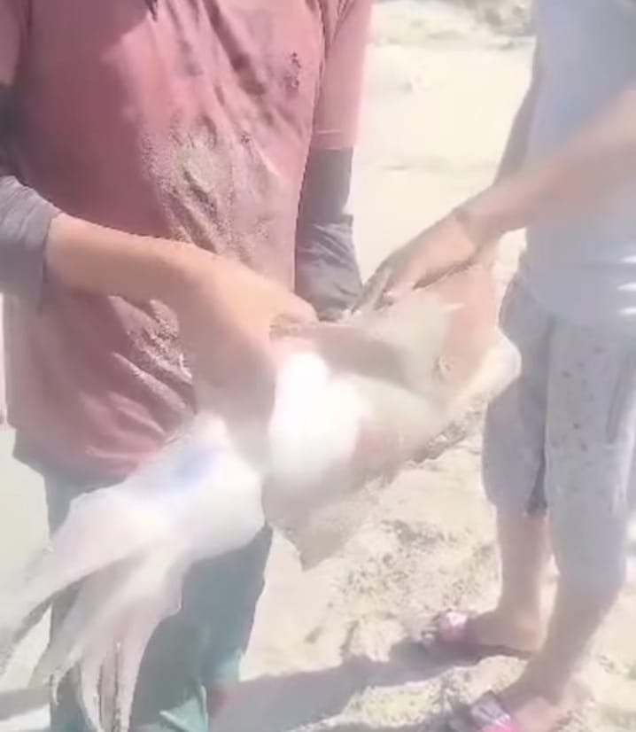 NUEVA ESPARTA | Pescadores capturaron un «calamar gigante» en playa Manzanillo de Margarita
