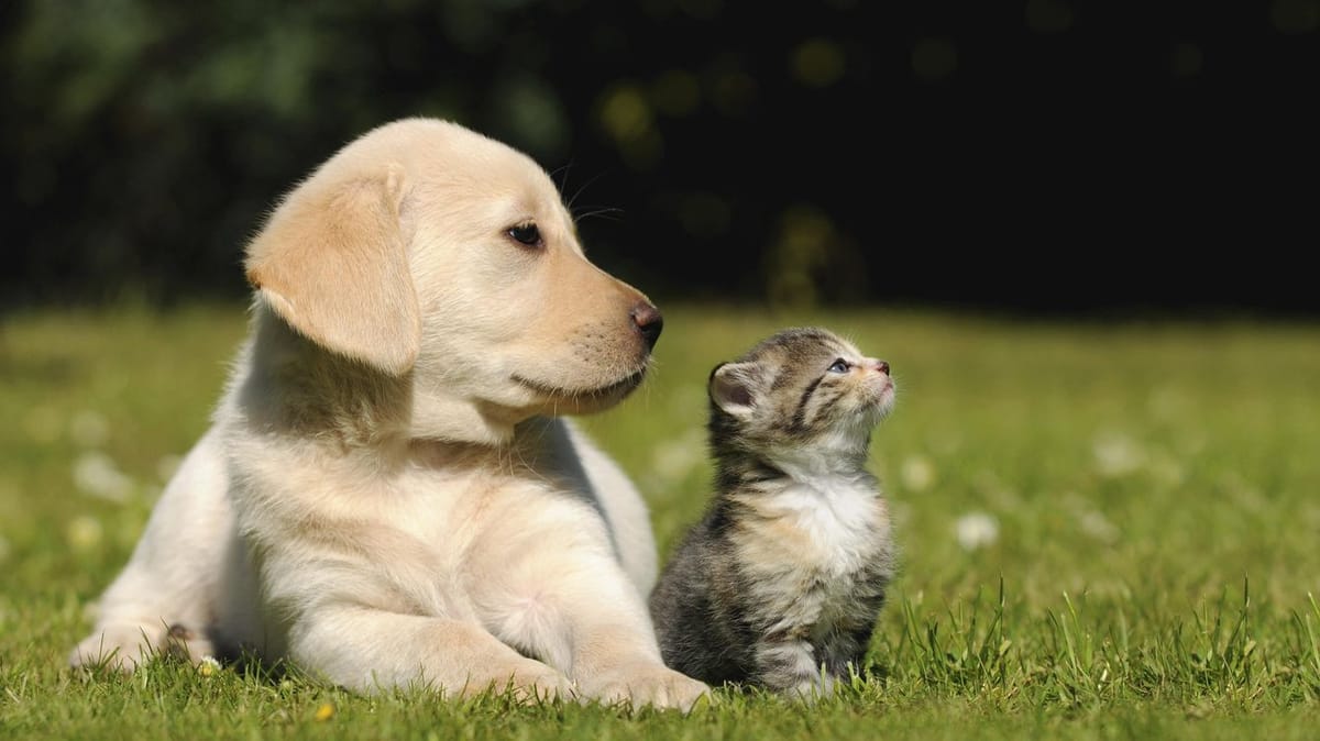 SUCRE | Mundo Animal realizará jornada de vacunación gratuita en Cumaná