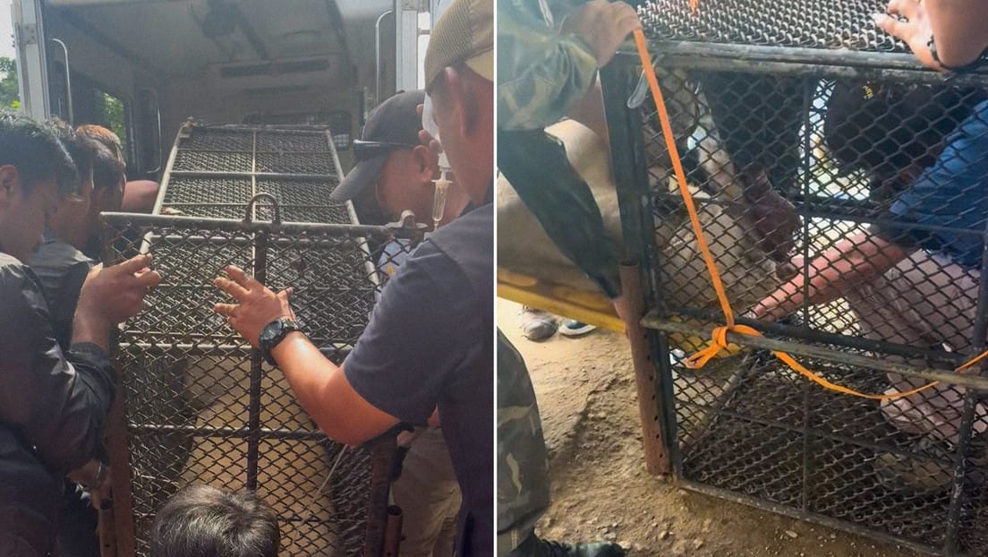 Leona doméstica de un influencer hirió a dos personas en Tailandia