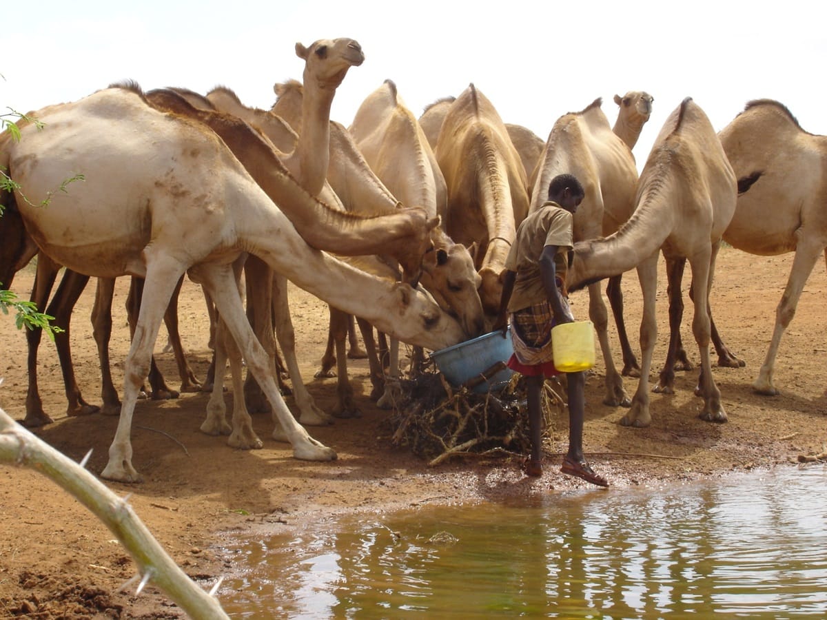 Brote de Fiebre del Valle del Rift dejó 17 fallecidos en Senegal