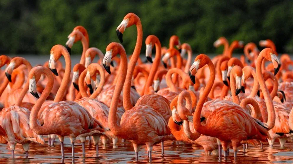 Censo de flamencos posicionó a Nueva Esparta como potencia en aviturismo