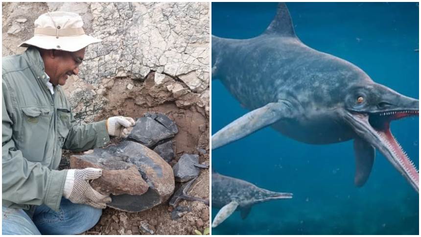 Científicos hallaron el primer fósil de ictiosaurio registrado en Venezuela