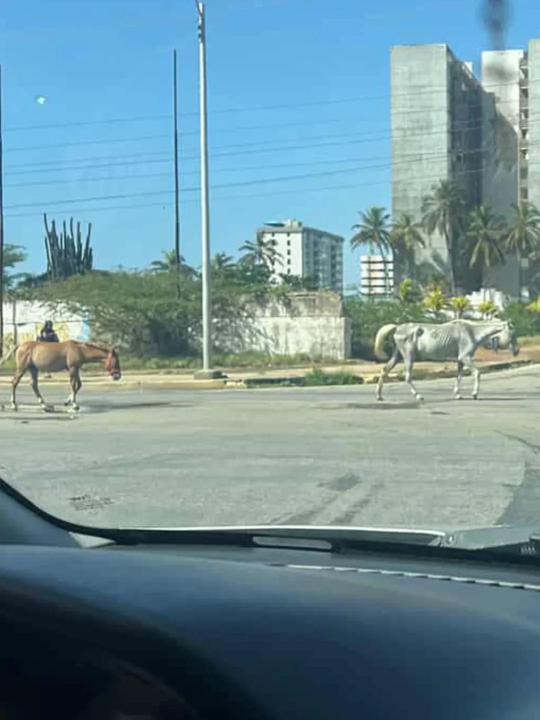 NUEVA ESPARTA | Caballos sueltos por la avenida Bolívar de Porlamar preocupan a conductores