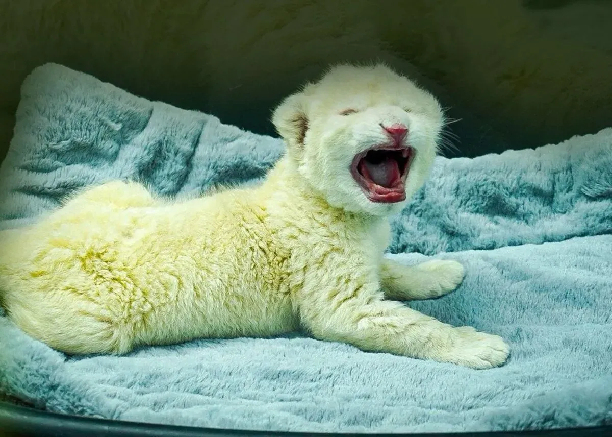 Zoológico de Las Delicias anunció el nacimiento de dos crías de león blanco