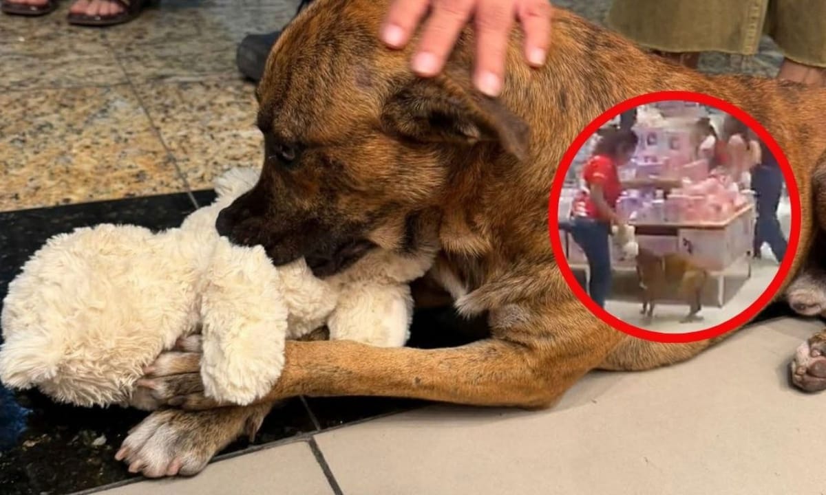 Perrito conquistó las redes tras “robarse” un peluche en México