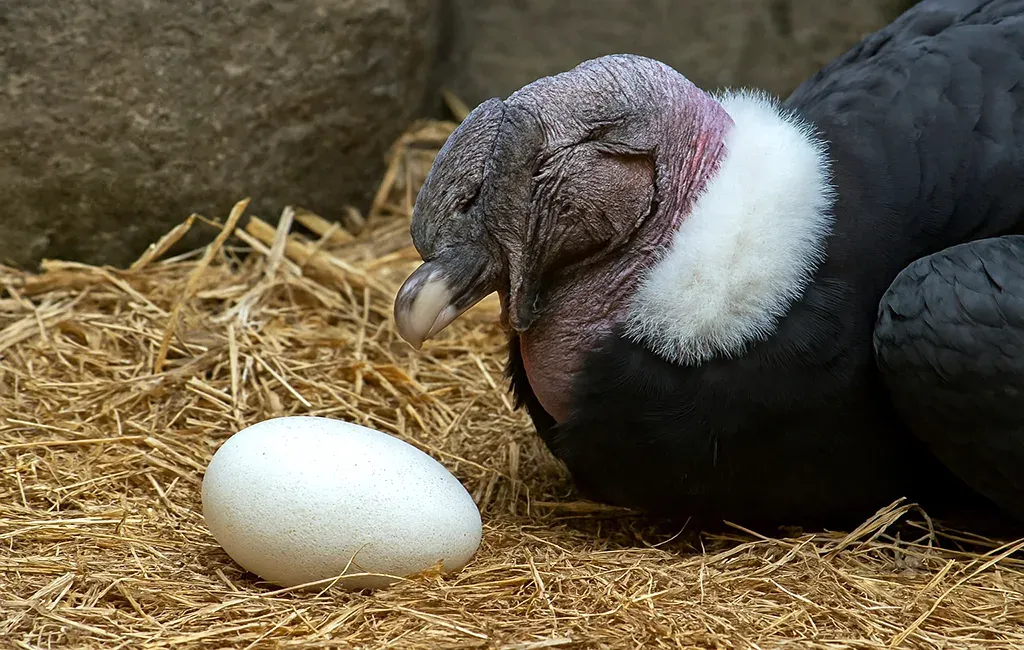 Nació una cría de cóndor andino en centro de conservación en Mérida