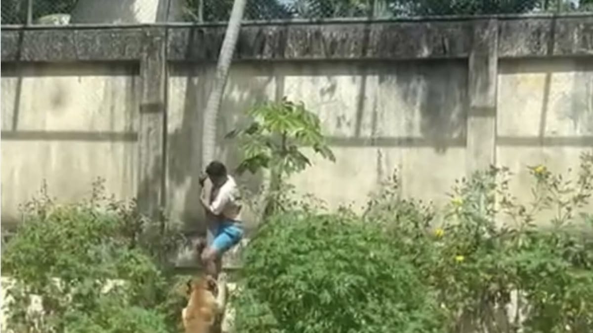 Joven fue atacado por una leona tras ingresar a su hábitat en zoológico de Brasil