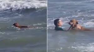 Hombre salvó a un perro que fue arrastrado por las olas en Mar de Plata