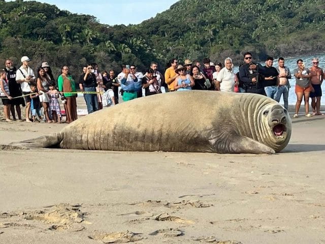 Elefante marino sorprendió a bañistas en playa de Nayarit