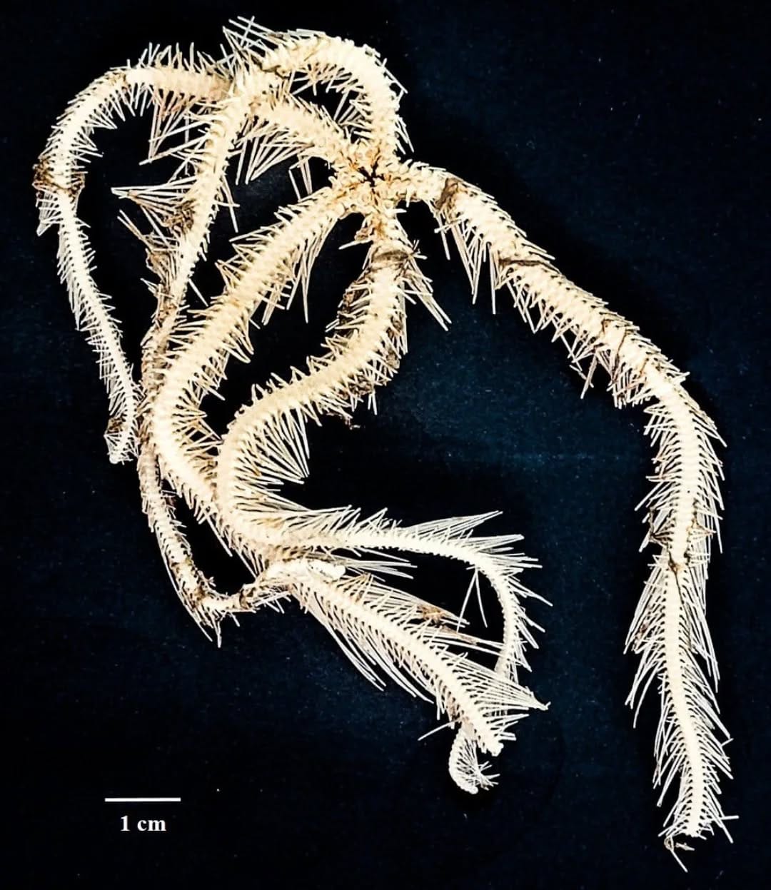 Investigadores reportaron primer hallazgo de estrella de mar frágil en Venezuela