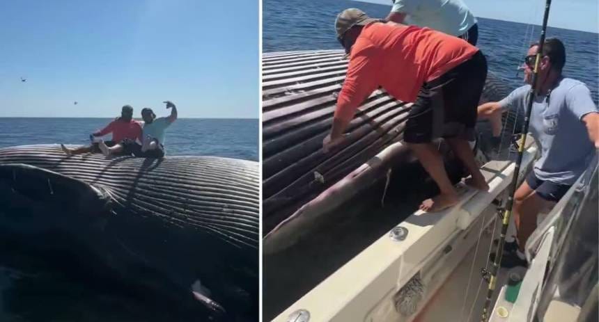 Pescadores generan polémica tras subirse sobre el cadáver de una ballena para tomarse una foto