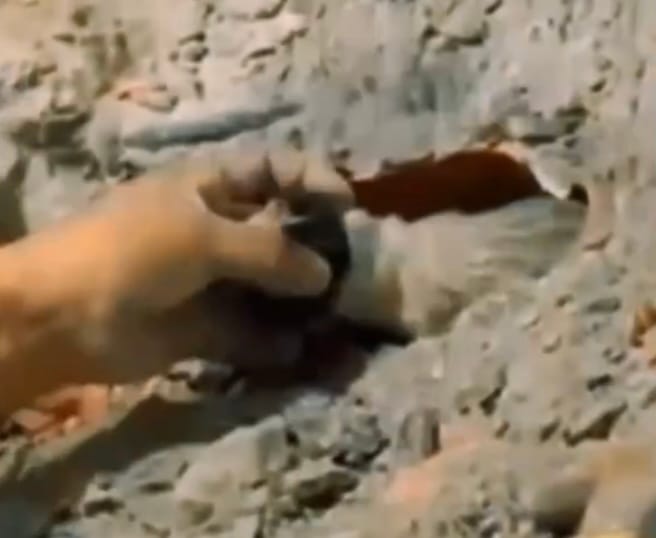 Tres cachorros atrapados en una tubería fueron rescatados por los bomberos de Caracas