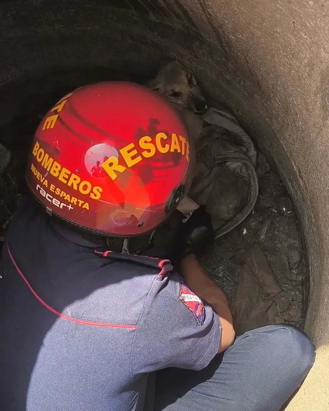 Perrito murió tras ser arrojado a una alcantarilla en Margarita: había sido rescatado