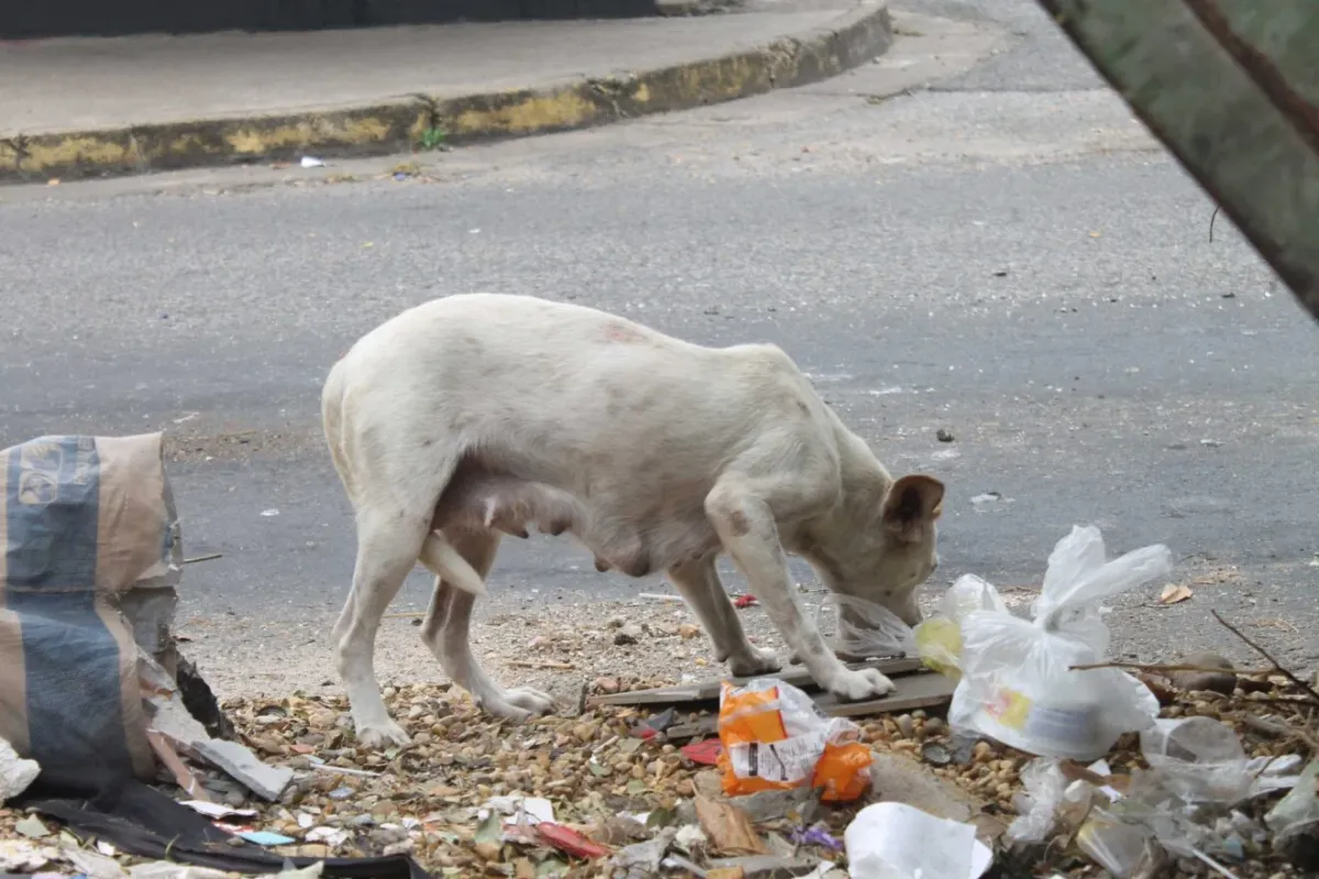 MONAGAS | Habitantes de Los Guaritos 4 de Maturín denunciaron envenenamiento masivo de animales
