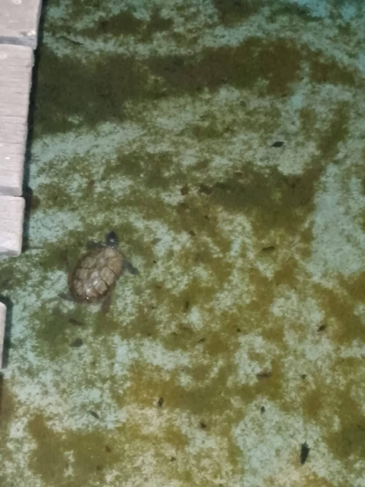 SUCRE | Usuarios denunciaron precarias condiciones de las tortugas del C.C Marina Plaza en Cumaná