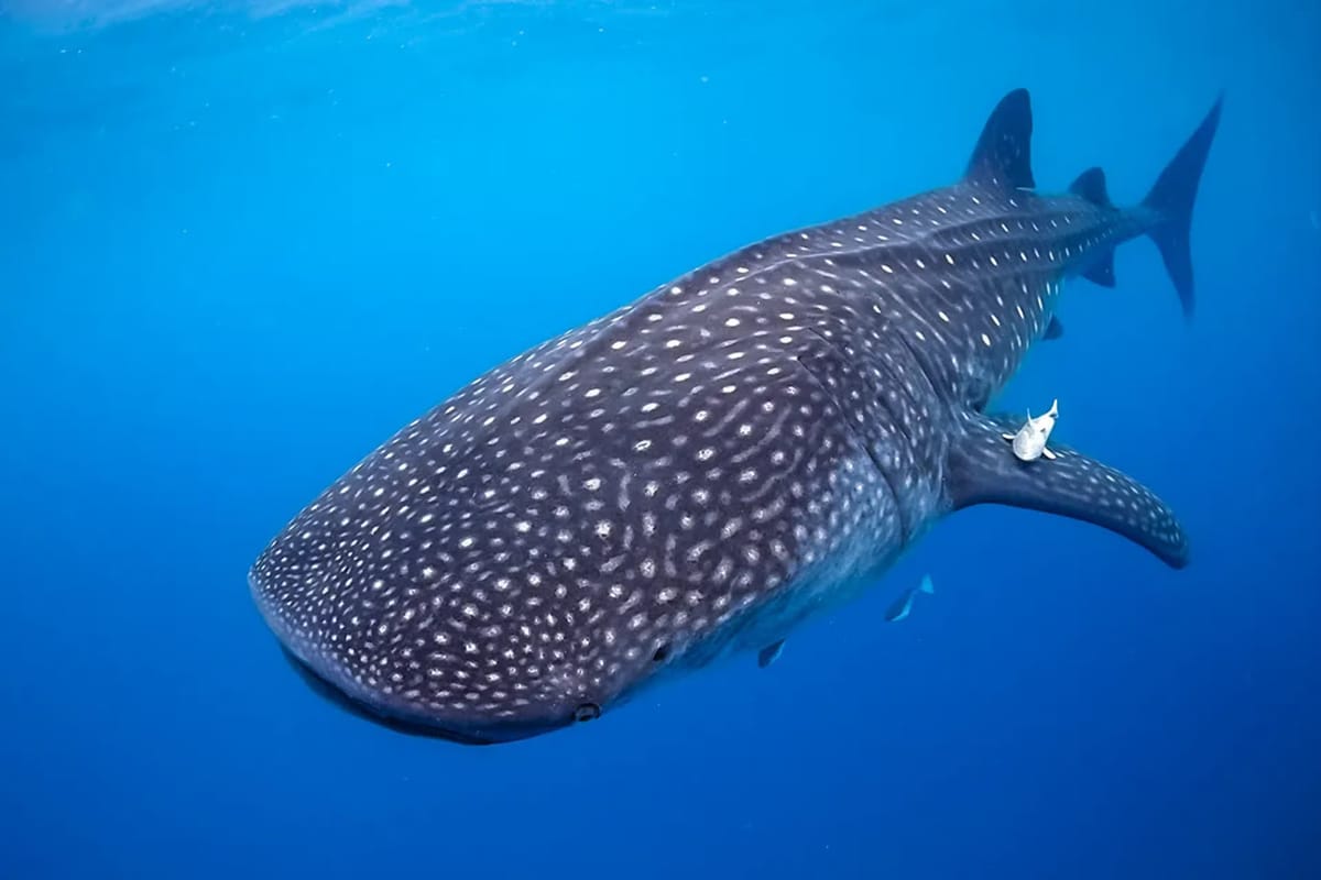 SUCRE | Tiburón ballena sorprendió a bañistas de Isla Arapo, Parque Nacional Mochima