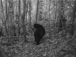 Avistaron por primera vez a una osa frontina y sus crías en los Andes de Lara