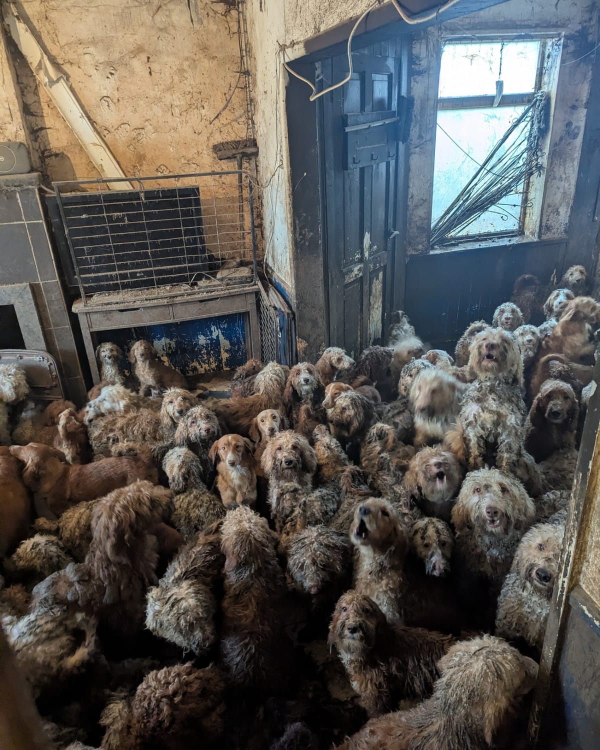 Más de 250 perros fueron rescatados en Inglaterra tras permanecer hacinados en una casa