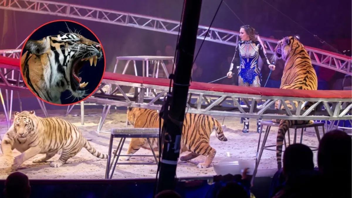 Tigre irrumpió en el público tras falla de seguridad en circo de Rusia