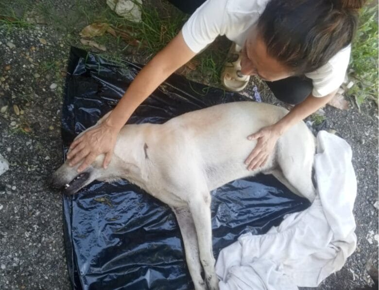 MONAGAS | Más de 100 mascotas han sido envenenadas en Maturín según activistas: exigen investigación