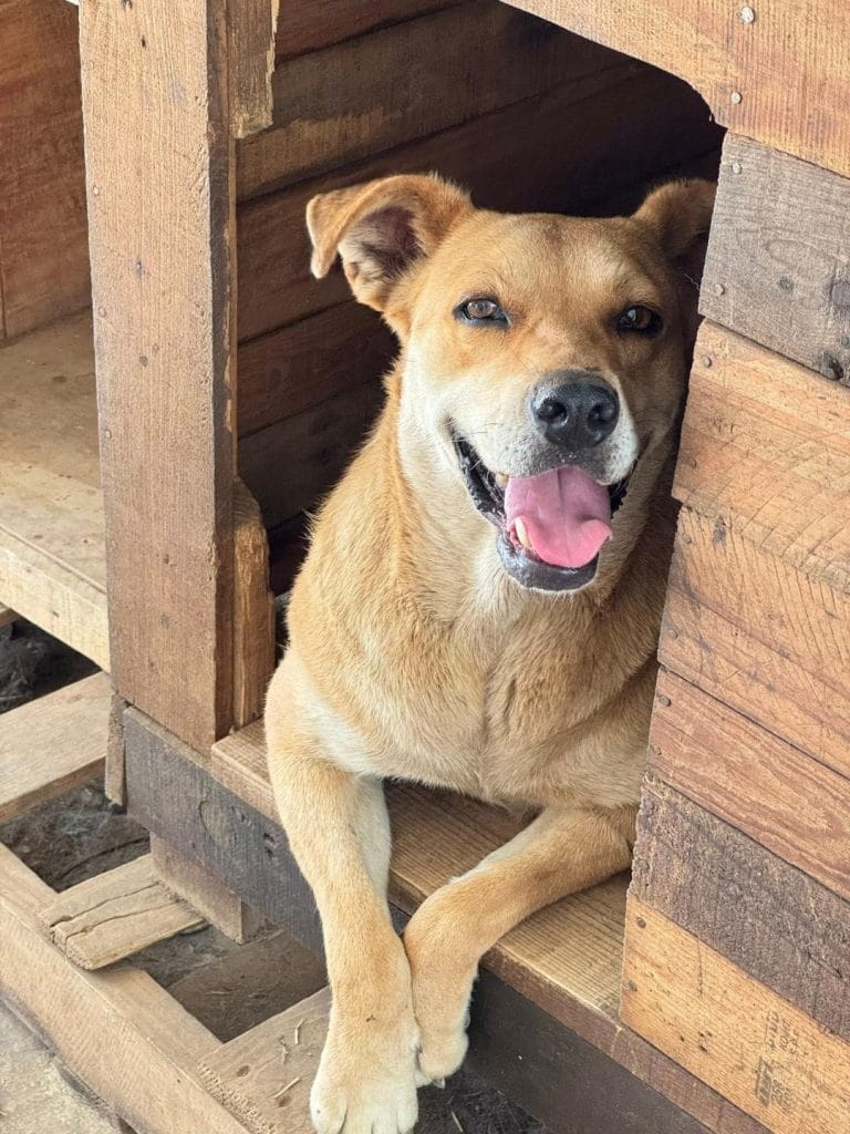 México incluyó al «perro caramelo» en la lista de razas oficiales del país