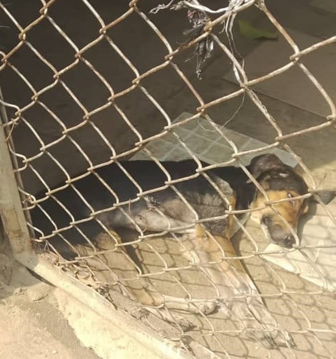 ANZOÁTEGUI | Vecinos de Barcelona pidieron ayuda para perro abandonado dentro de una vivienda