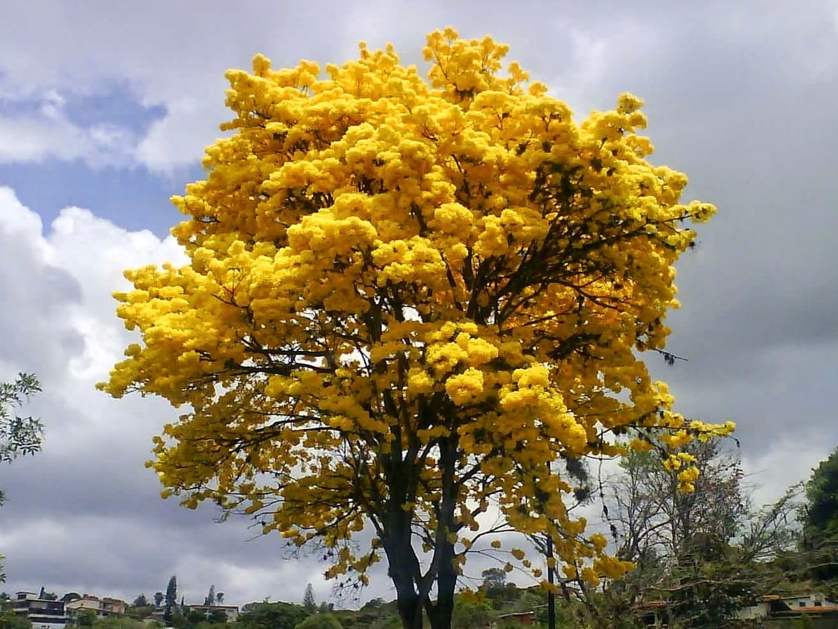 ANZOÁTEGUI | Carreteras de Anzoátegui se pintaron de amarillo con el florecimiento del Araguaney