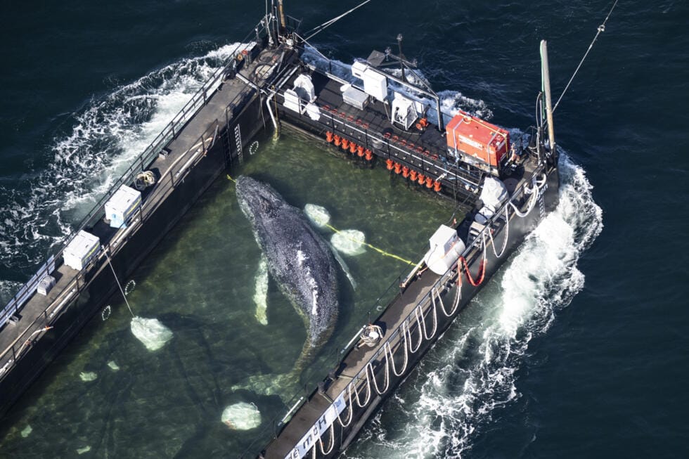 Ballena jorobada varada en costas de Alemania fue trasladada y liberada en mar abierto