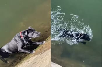 Momento emotivo: varias personas rescataron a un perro del río Sena en París