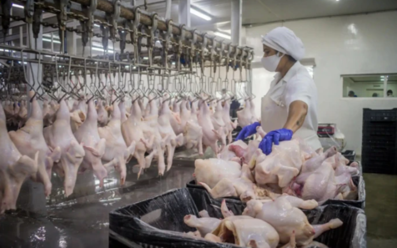 Producción de pollo y huevos crece con la mira puesta en la exportación